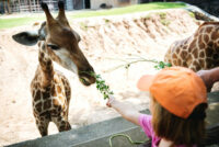 Jungle Land in Jeddah